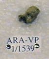 ARA-VP-1-1539