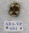 ARA-VP-6-61