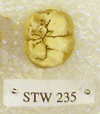 STW 235