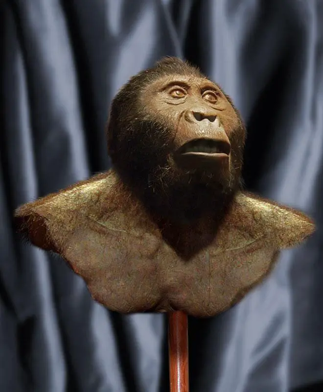 Australopithecus (Paranthropus) aethiopicus