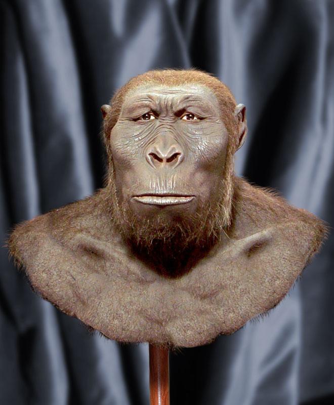 Australopithecus (Paranthropus) boisei