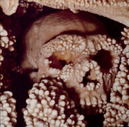 Altamura185.jpg