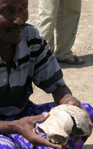 Gawis185.jpg