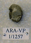 ARA-VP-1-1257