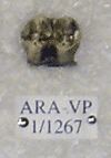 ARA-VP-1-1267