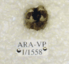 ARA-VP-1-1558