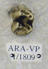 ARA-VP-1-1809