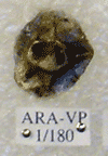 ARA-VP-1-180