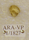 ARA-VP-1-1827