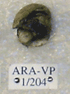 ARA-VP-1-204