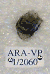 ARA-VP-1-2060