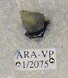 ARA-VP-1-2075