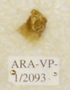 ARA-VP-1-2093