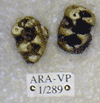 ARA-VP-1-289