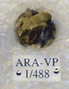 ARA-VP-1-488