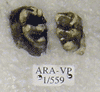 ARA-VP-1-559