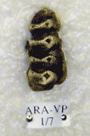 ARA-VP-1-7