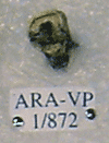 ARA-VP-1-872