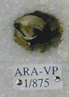 ARA-VP-1-875