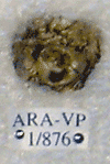 ARA-VP-1-876