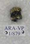 ARA-VP-1-879