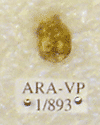 ARA-VP-1-893