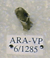 ARA-VP-6-1285