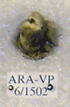 ARA-VP-6-1502