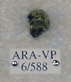 ARA-VP-6-588