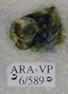 ARA-VP-6-589