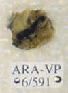ARA-VP-6-591