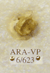 ARA-VP-6-623