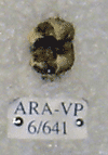 ARA-VP-6-641
