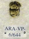 ARA-VP-6-644