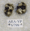 ARA-VP-6-799