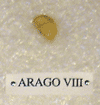 ARAGO VIII