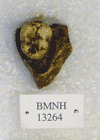 BMNH 13264