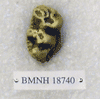 BMNH 18740