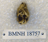 BMNH 18757