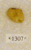 BP 1307