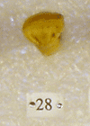 BP 28