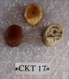 CKT 17