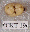 CKT 19