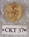 CKT 37