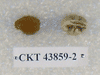 CKT 43859-2