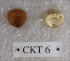 CKT 6