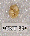CKT 89