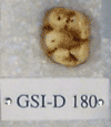 GSI-D 180