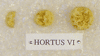 HORTUS VI