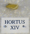 HORTUS XIV